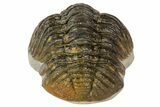 Morocops Trilobite Fossil - Partially Enrolled #67003-3